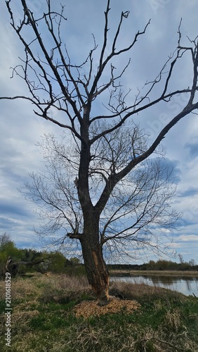 Obraz na plátne Tree trunk gnawed by beavers near the riverbank