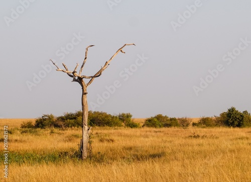 Dried tree standing in golden African savanna grassland