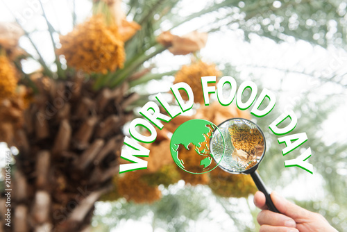 Fotografía World map and date palm in magnifying glass fruits on natural background