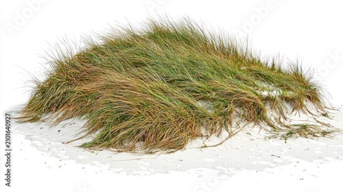 Green grass on white background.