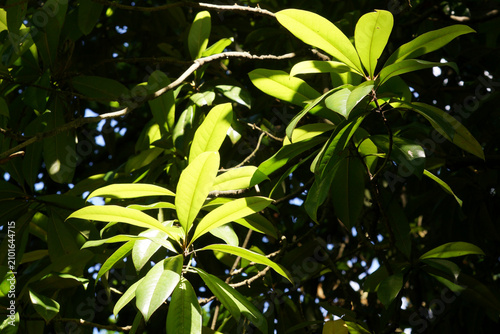 The green leaves of the tree are illuminated by the sun