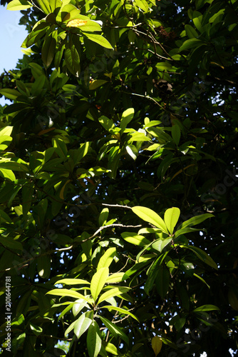 The green leaves of the tree are illuminated by the sun