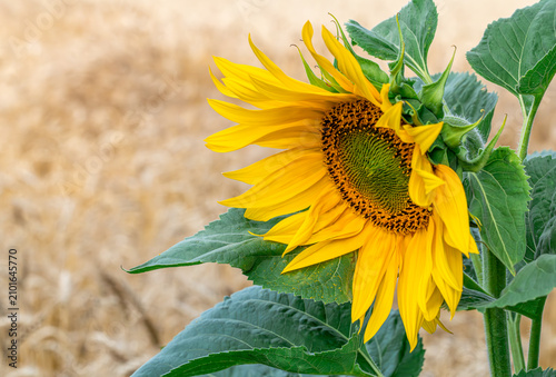Yellow sunflower flower with green leaves close up against blurred golden wheat field background