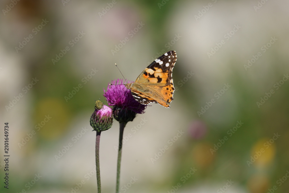Naklejka premium Insect on the flower