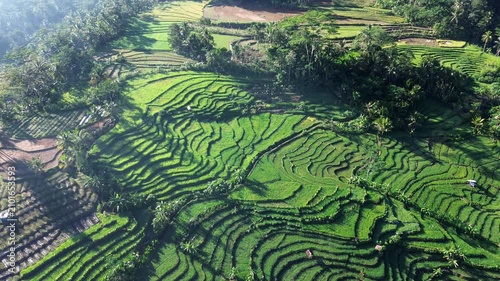 Aerial view captures lush green terraces