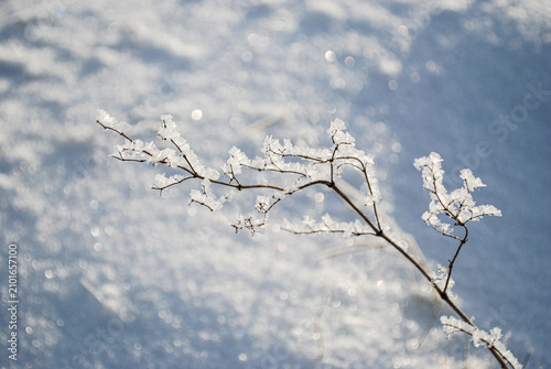 Konstfotografi A delicate twig covered in frost and ice crystals against a snow-covered field