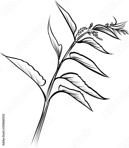 Flowering nettle plant botanical outline sketch vector