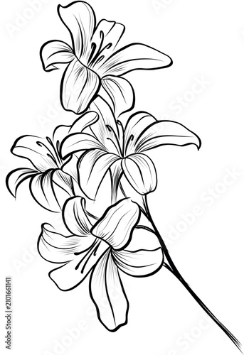Lily branch with flowers botanical outline sketch vector