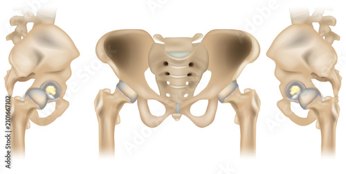 Hip Joint Anatomy with Acetabular Labrum and Ligamentum Teres, Anterior and Lateral Pelvis Medical Illustration. Human Pelvis and Hip Joint Anatomical Structure