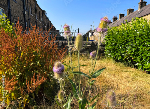 Cuadro en lienzo A lively garden bursts with thistles in full bloom, mingling with lush greenery