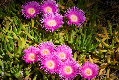 Pink flowers of a pigface (Carpobrotus edulis), mediterranean succulent plant