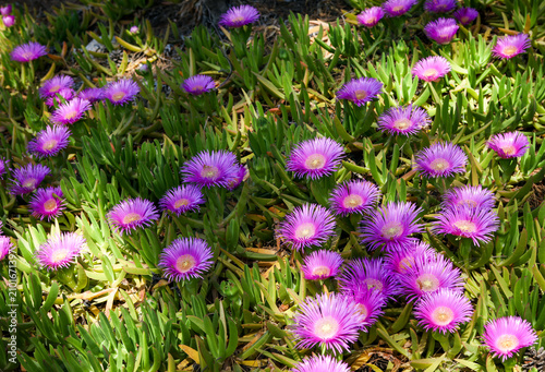 Pink flowers of a pigface (Carpobrotus edulis), mediterranean succulent plant. 