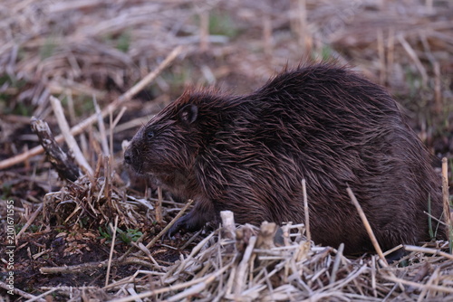 Cuadro en lienzo European beaver  Baden Wuerttemberg Germany