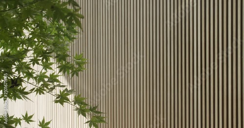 Green leaves of a Japanese maple tree gently sway against a backdrop of a modern wooden slat wall. Sunlight filters through, creating a calming, minimalist aesthetic.