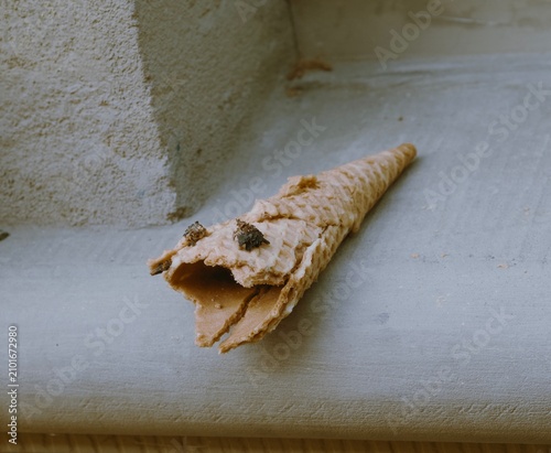Fotografie cono mostruoso