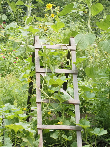 The plants are growing on the trellis.