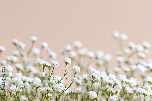 Delicate white blossoms delicately arranged against a soft, muted background