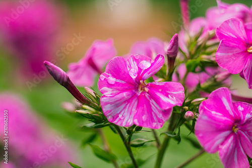 Elegant pink phlox flowers growing in a thriving garden, featuring vivid blooms, healthy foliage, and a soft natural bokeh background for a tranquil look.