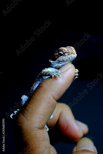 Obraz na płótnie Closeup of Baby bearded agama dragon on hands taming at home, the morph is red h