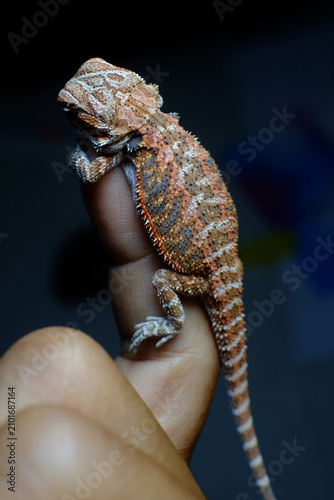 Obraz na płótnie Closeup of Baby bearded agama dragon on hands taming at home, the morph is red h