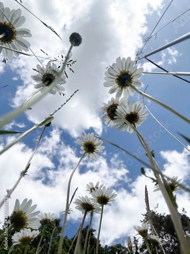 white daisies in the field with blue sky and white clouds