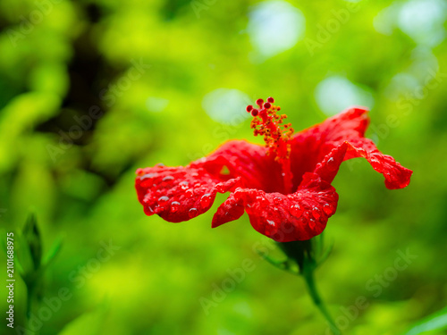 Obraz na plátne Malaga, Spain – December 21, 2025: A close-up of a vibrant red hibiscus flower, also known as gumamela, covered in water droplets in the historic Jardines de Puerta Oscura