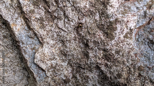 Cuadro en lienzo Close-up texture of weathered granite rock with lichen and moss details, backgro