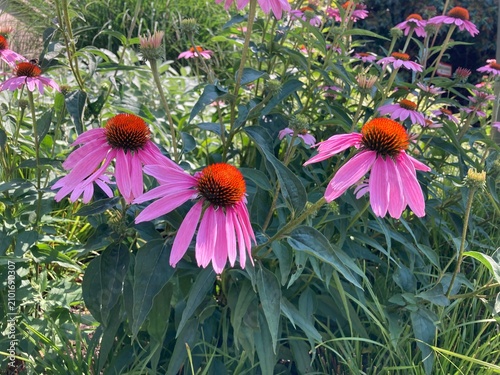 Fotografía Rosa Echinacea blüht in der Natur