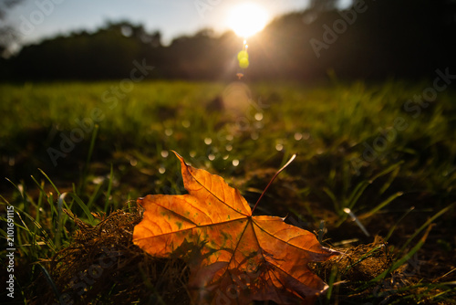 Photography Autumn maple leaf on the grass at sunset