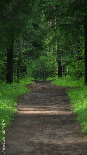 Sunlit forest road in spring woodland. Vertical video