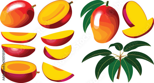 Vector set of fresh ripe mango fruit elements including whole cut half slices and detailed green leaves branch