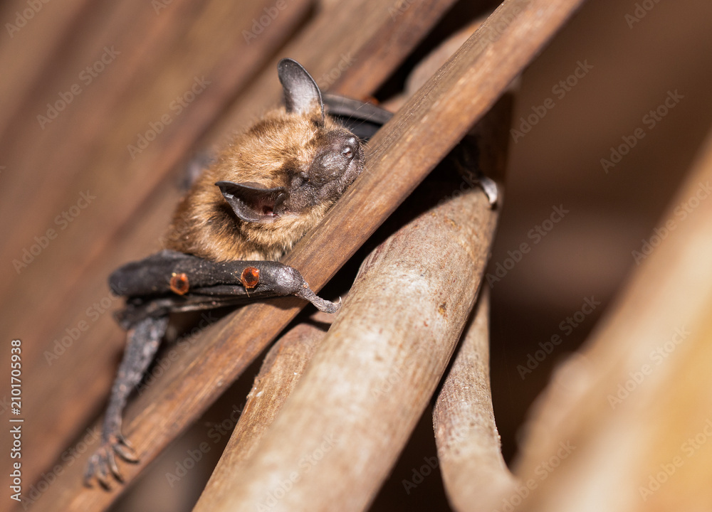 Fototapeta premium Eastern Little Brown Bat sleeping on a wood chair with 2 mites on its wings