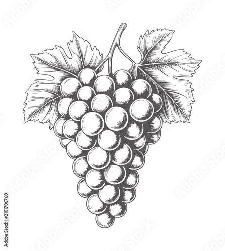 Cuadro en lienzo Black and white of a ripe bunch of grapes with leaves fruit vine