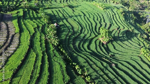Aerial view captures lush green terraces