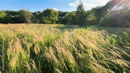 Calamagrostis and tall wild grasses sway in the breeze under a warm sunset. Golden light illuminates the meadow and forest background. This peaceful landscape captures serene, lush countryside nature.