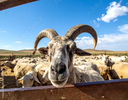 Large Horned Ram Standing Among Sheep in Sunny Rural Farm Pen