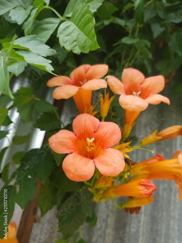 orange flowers,flowers on the wall,Chinese trumpet vine,fast-growing, deciduous creeper with large, orange, trumpet-shaped flowers,Campsis grandiflora.