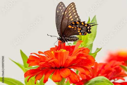 Beautiful black swallowtail butterfly perched on bright orange zinnia flower in garden with white background