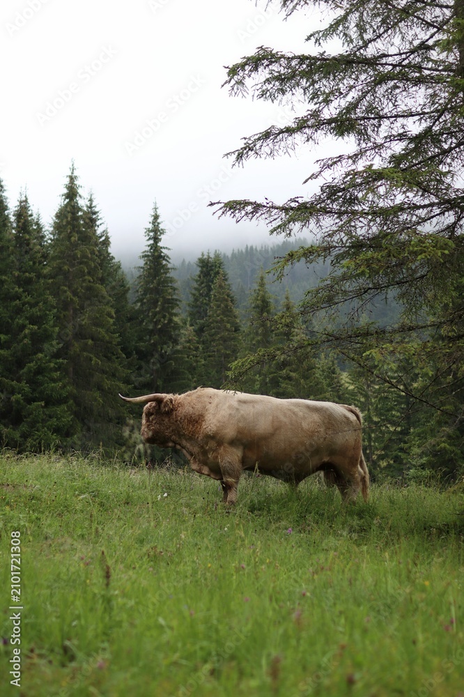 Fototapeta premium The cow is in a meadow by the forest in the mountains.
