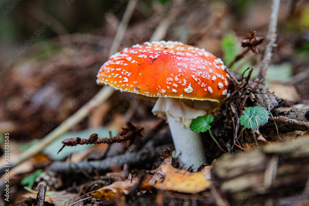Fototapeta premium Red mushroom Amanita muscaria in the forest floor