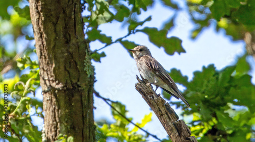 Photos Spotted flycatcher (Muscicapa striata) perched in an oak tree, in Meyendel dune reserve