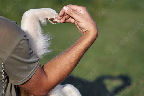 A man and an Australian Shepherd (Aussie) dog form a heart shape with a hand and a paw. A heart-shaped shadow is visible on the grass. Touch concept of love, friendship, pet care and veterinary trust.