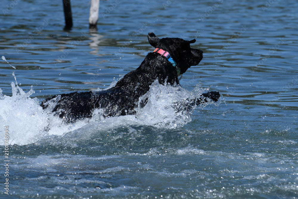 Fototapeta premium labrador