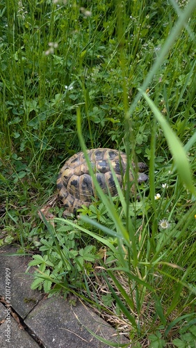Schildkröten