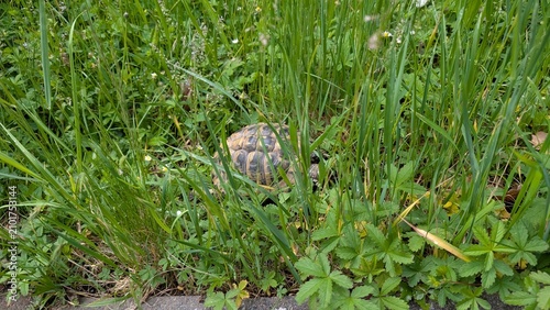Schildkröten