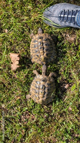 Schildkröten