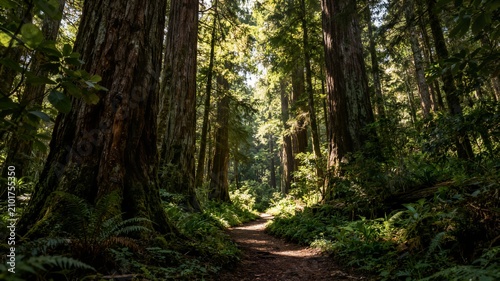 Sunlight shining through giant redwood forest path ideal for hiking adventure concepts environmental branding and national park tourism advertising
