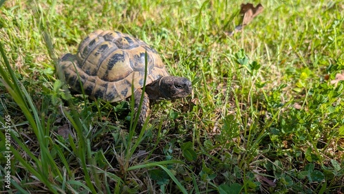 Schildkröten