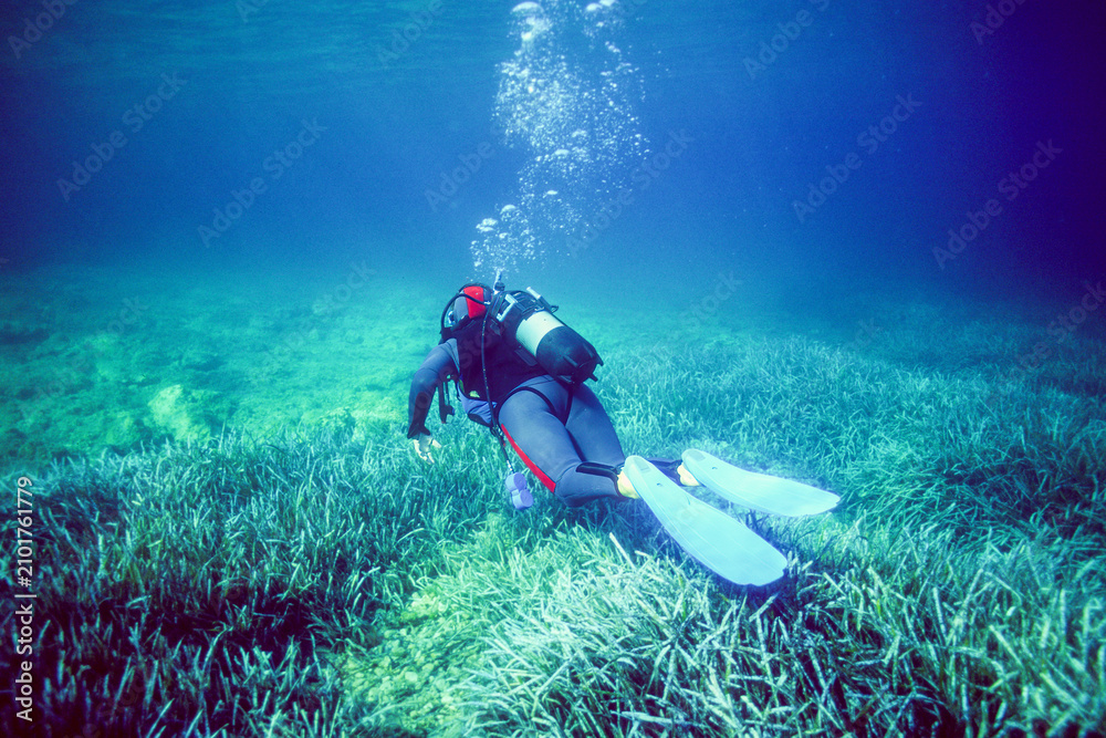 Fototapeta premium Capo Caccia, Alghero, Immersione su una prateria di posidonia a scuba diver exploring a seagrass meadow, likely for a marine conservation survey or survey.