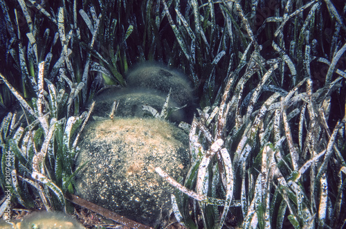 Canvastavla Green Sponge Ball Algae, Codium bursa, inside Posidonia oceanica greengrass Alghero, Sardinia, Italy